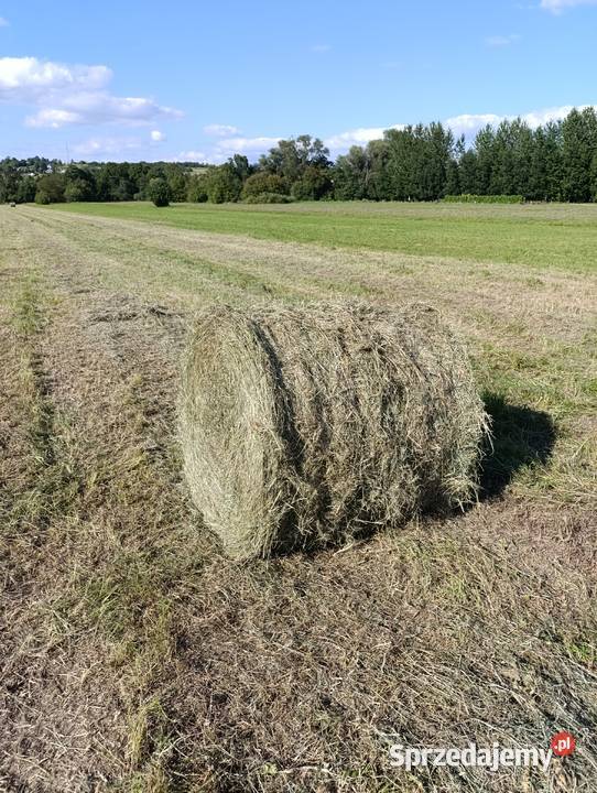 Baloty Nowy Żmigród