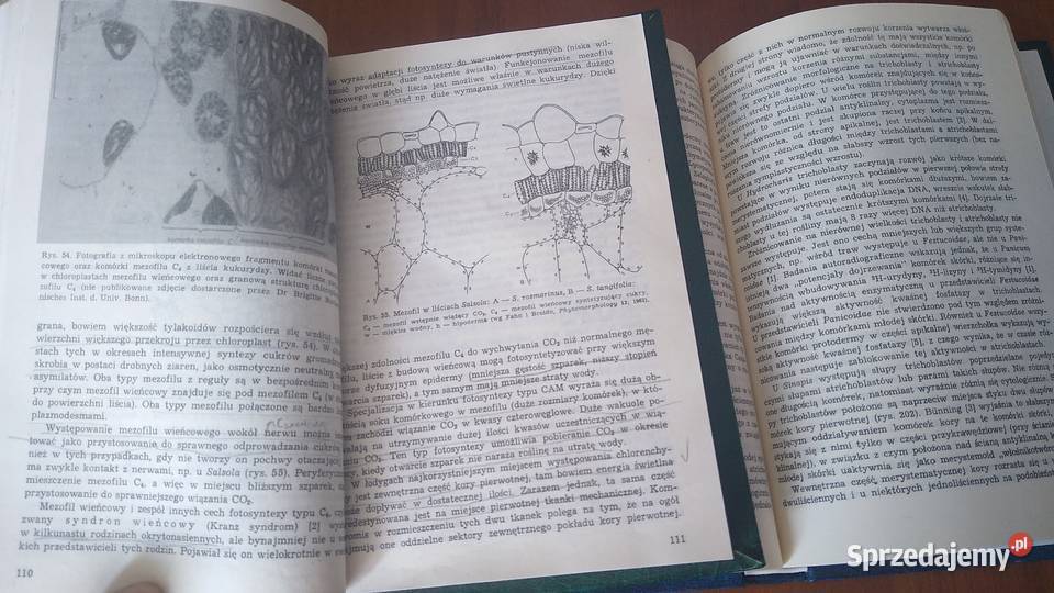 Anatomia i histogeneza roślin naczyniowych 12