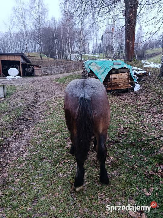 Żrebak deresz Biecz