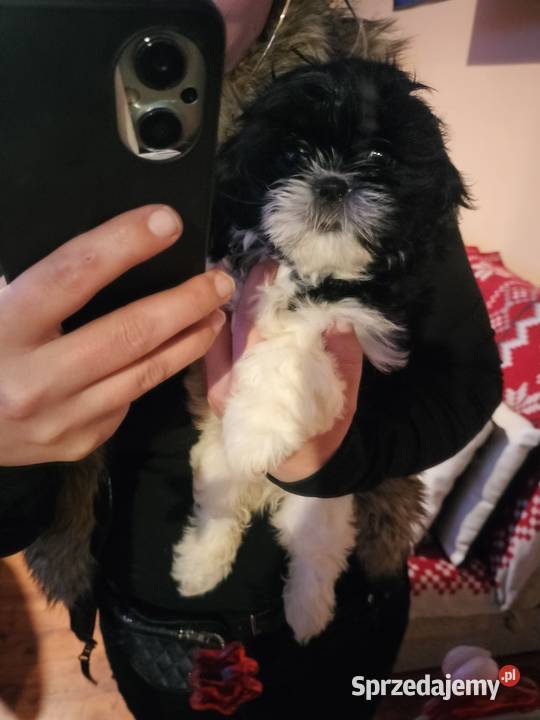 Szczeniaki shih tzu czarnobiałe