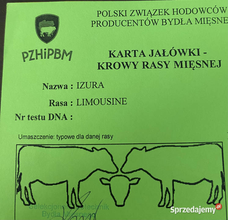 Krowa limousine Działdowo
