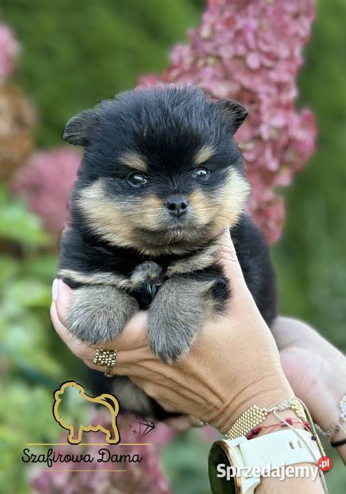 Szpic miniaturowy Pomeranian chłopiec blacktan wielkopolskie Konarzewo