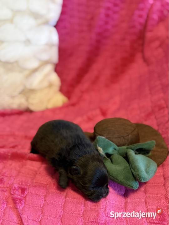 Szpic miniaturowy pomeranian boy Poniszowice