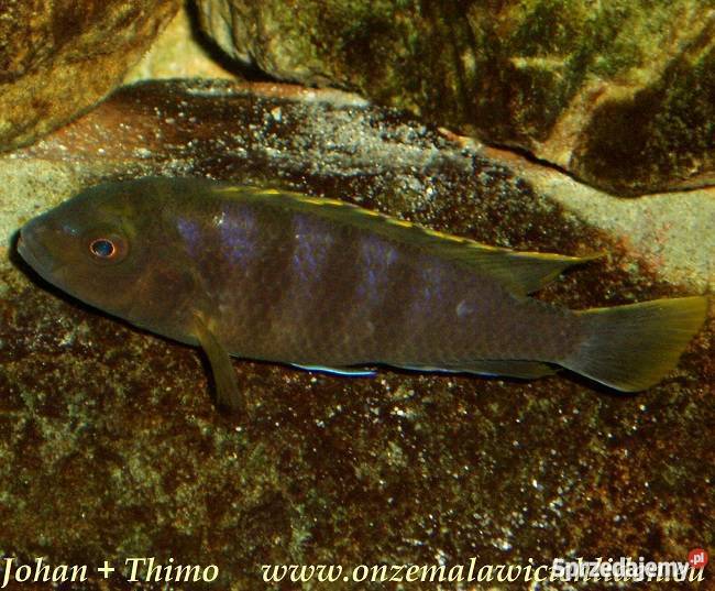 Pyszczaki Labidochromis Mbamba Pozostałe małopolskie Kraków