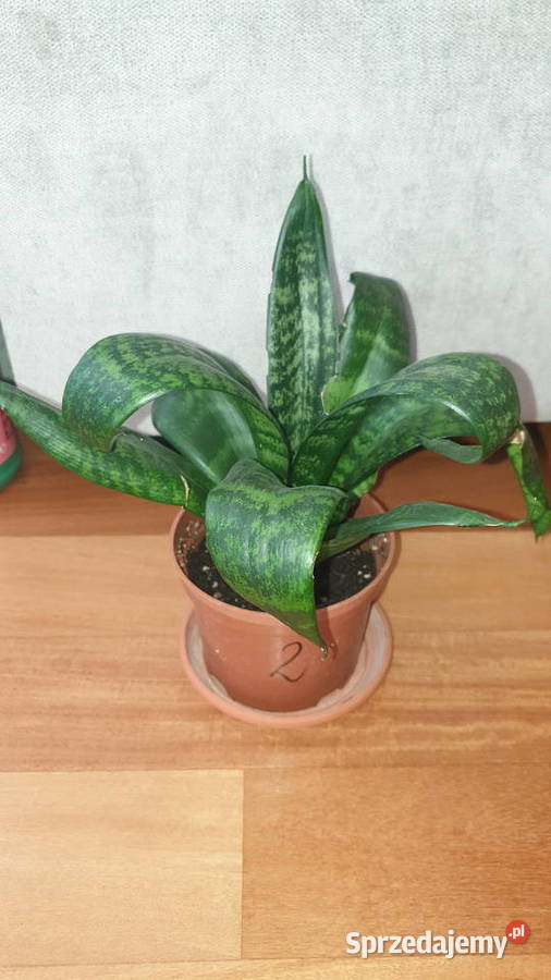 Sansewieria wysokość 27 sansa Warszawa