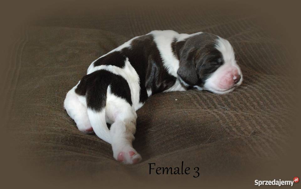Szczenięta Springer Spaniel Angielski ZKwP Golina