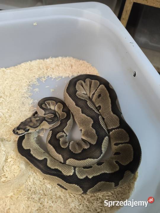 Pytam królewski samica pied