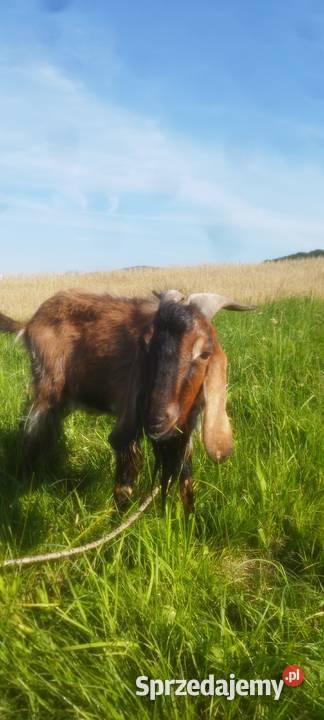 Kozy Anglonubijakie Mszana Dolna