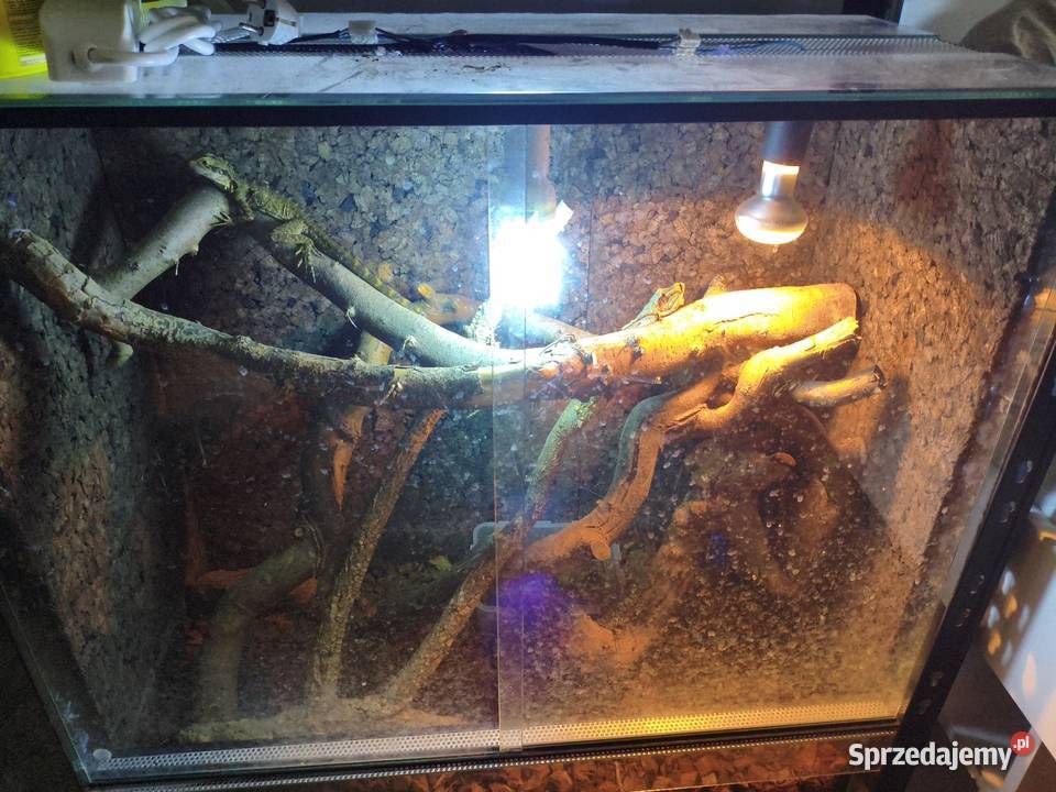 Wodnoagamy australijskie