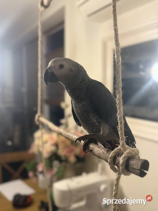 Papuga żako samiec Ptaki Kraków sprzedam