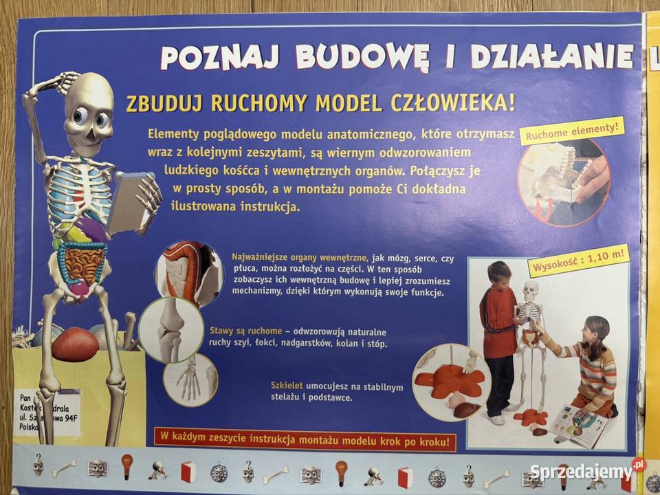 Kostek szkielet z narządami firmy Deagostini śląskie Lubliniec