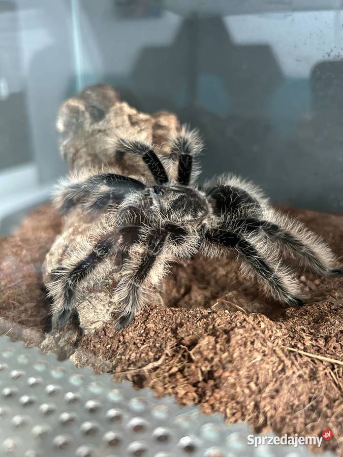 Ptasznik kędzierzawy samica dc 7 Warszawa