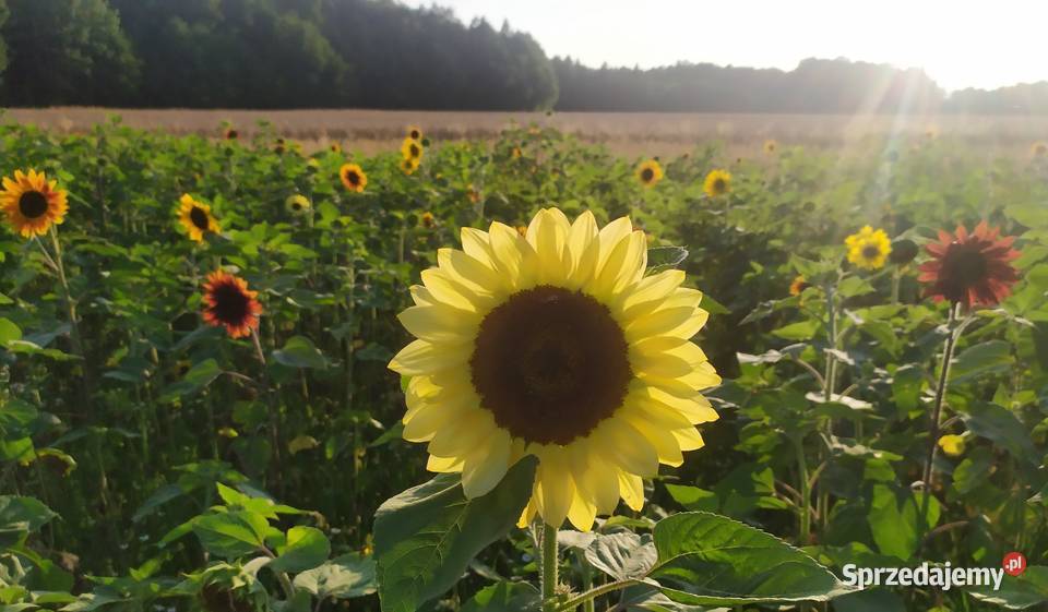 Słonecznik ozdobny nasiona paszport faktura Lublin
