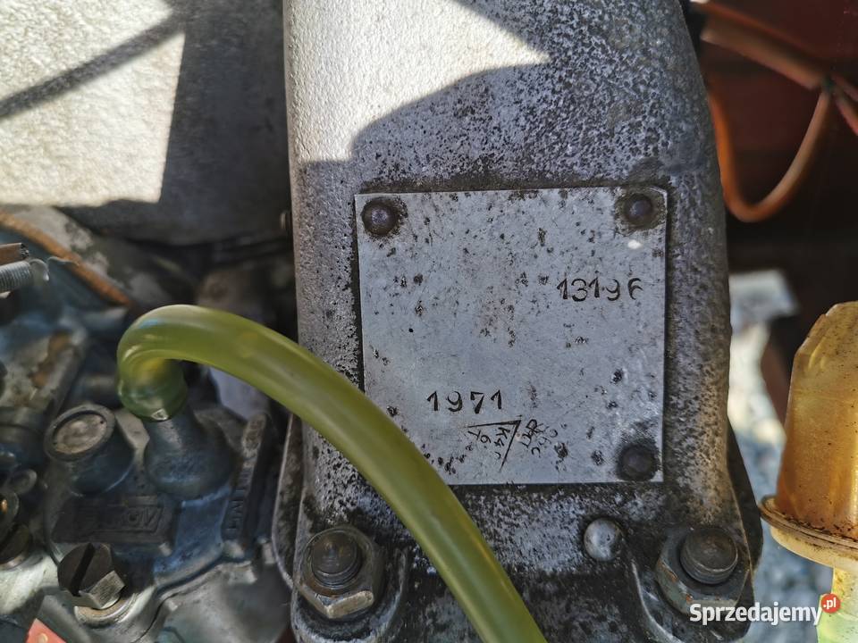 DZIK 21 małopolskie Połom Duży sprzedam