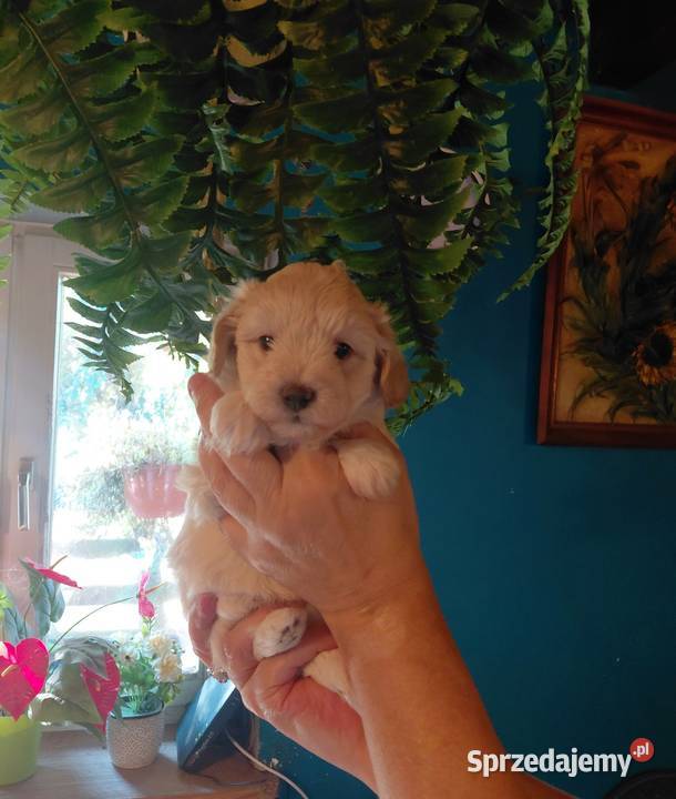 Maltipoo suczka kremowa Wyszków