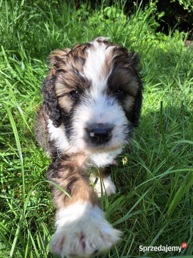 BernedoodleRodzice FCI inteligentny puchaty Chyliczki