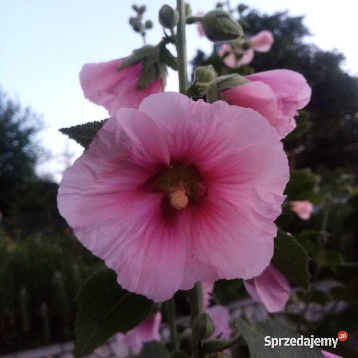 Malwa kosmos bluszczyk krokosmi ślaz 3st sprzedam