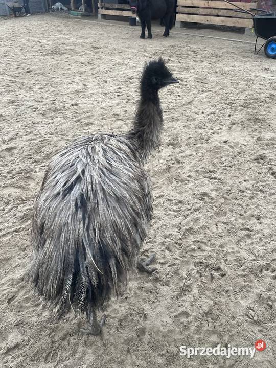 Struś emu Wilkowa Wieś