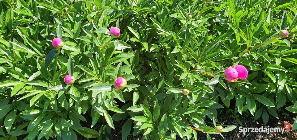 Piwonia peonia różne kolory hurt detal mazowieckie Warszawa