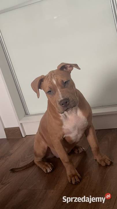 szczeniak suka Amstaff pomorskie Gdańsk