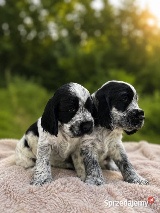 Cocker spaniel angielski Ostrowiec Świętokrzyski sprzedam
