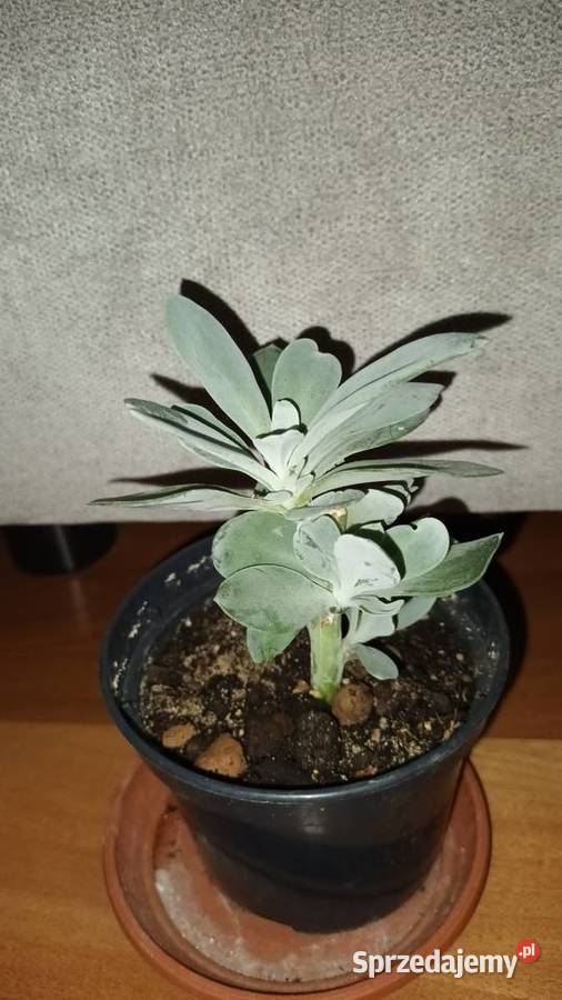 Starzec Cefalofora Senecio cephalophorus 1 Warszawa