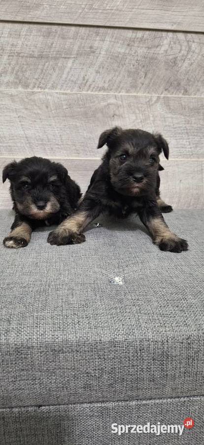 Sznaucer Miniaturowy suczki i pieski Przysucha