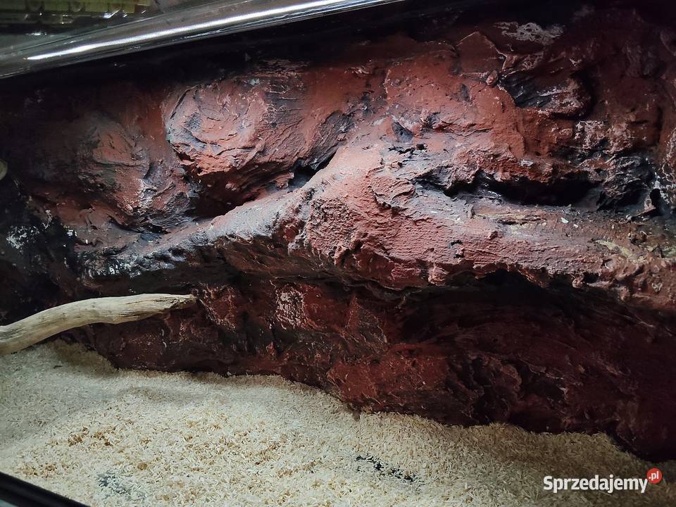 Terrarium plus pyton królewski samiczka podkarpackie Rzeszów sprzedam