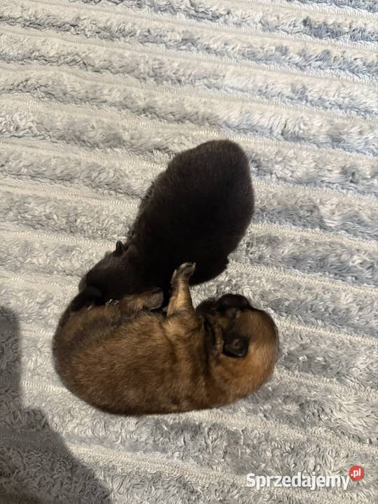Szpic miniaturowy pomeranian Gliwice sprzedam