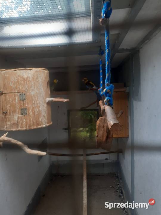 Likwidacja hodowli papug Kluczbork sprzedam