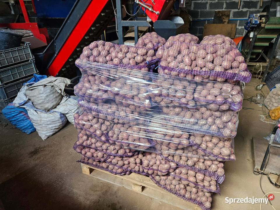 Ziemniaki sadzeniaki Baltic Rose świeże świętokrzyskie Kolosy sprzedam