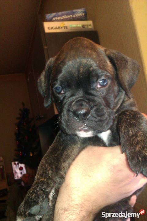 szczeniaki bokser Ostrów Wielkopolski