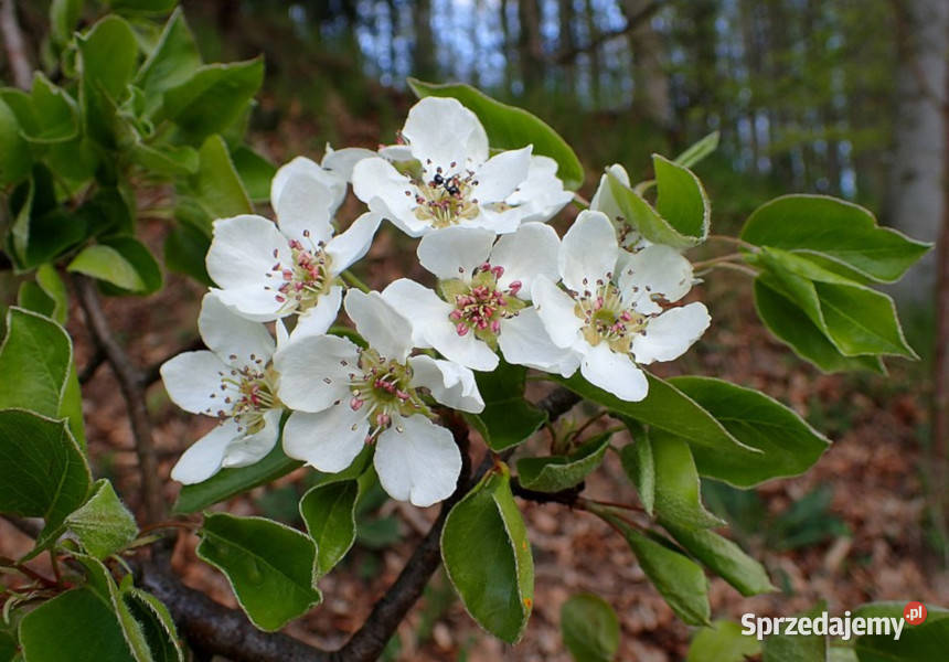 GRUSZA POSPOLITA POLNA Pyrus pyraster NASIONA Lubanie