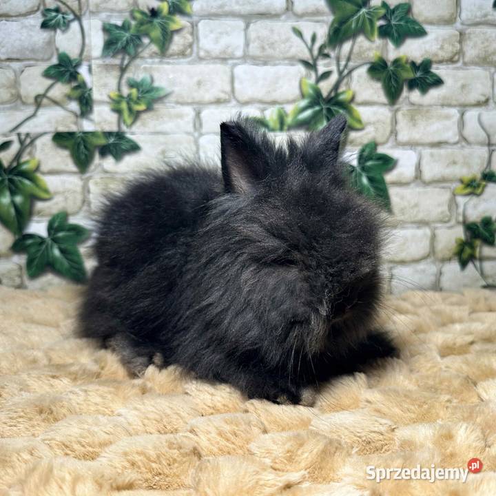 Króliczki miniaturki Karzełki Teddy Wrocław sprzedam