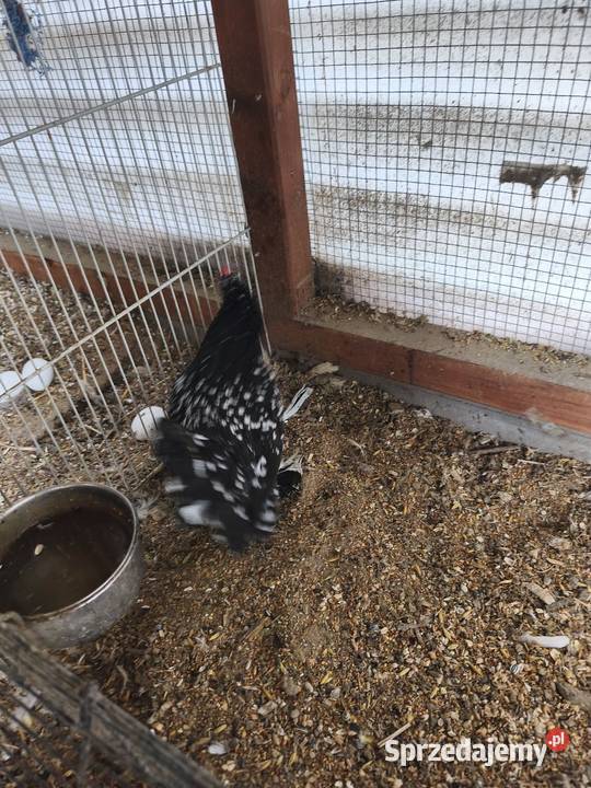 Jaja jajka lęgowe karzełka lapciatego 60zl 10