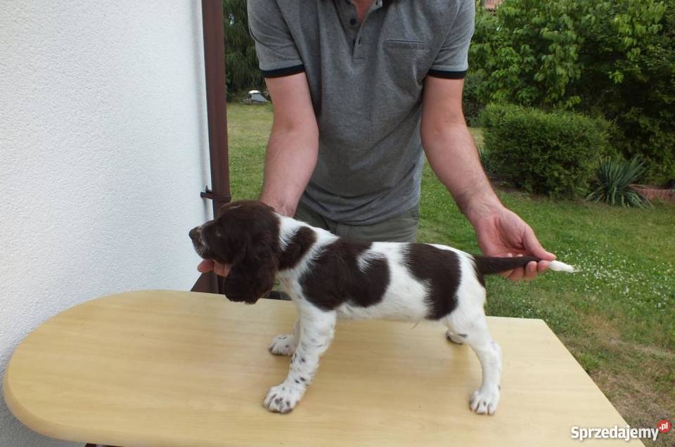 Płochacz Niemiecki Wachtelhund z metryką ZKwP Zwierzęta Bełchatów