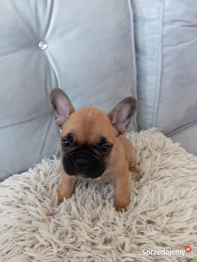 Sprzedam buldoga francuskiego Pruszcz Gdański