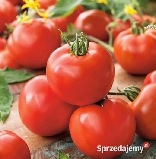 POMIDOR DELFINE rozsada sadzonka Jelenia Góra