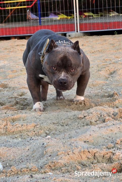 American bully Opalenica