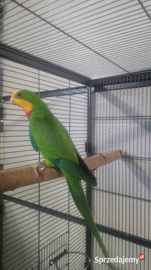 Papugi barabandy małopolskie