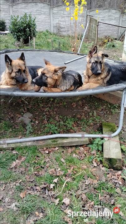 Szczeniaki owczarka niemieckiego Rędziny-Borek