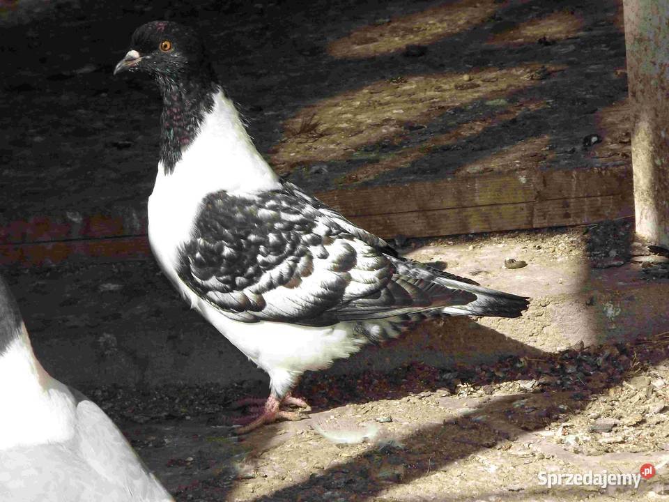 sprzedam gołębie Ptaki