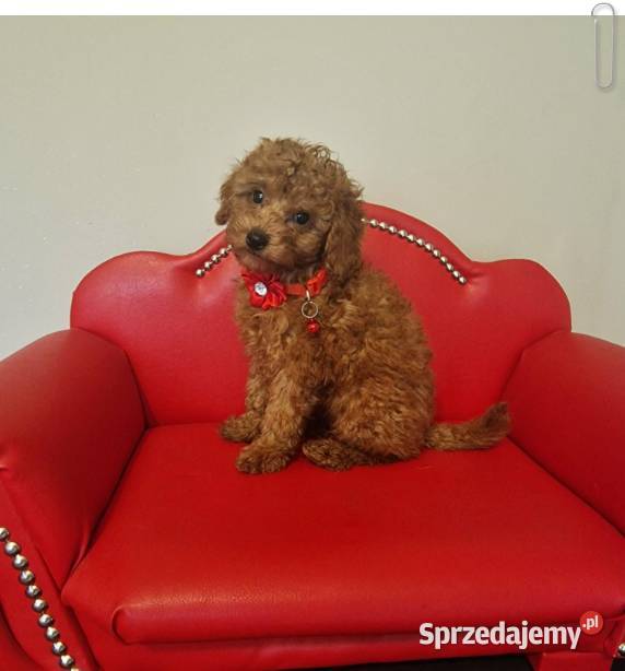 Pudel Toy redpudelek suczka Częstochowa sprzedam