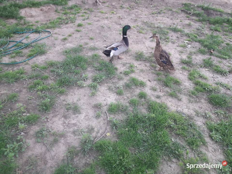Jajka lęgowe gęsi Landes i kaczek krzyżówek Jaja Wiślica