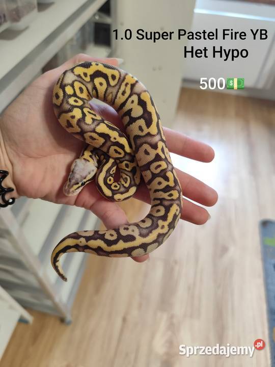 Pytony Królewskie tegoroczne maluchy