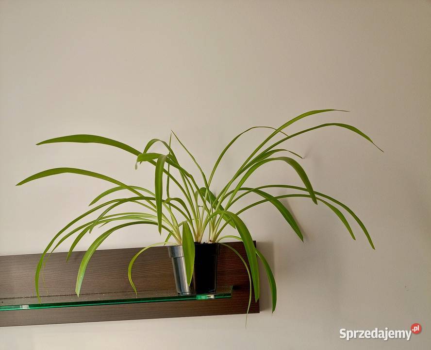 Zielistka zwisająca oczyszczająca Bochnia