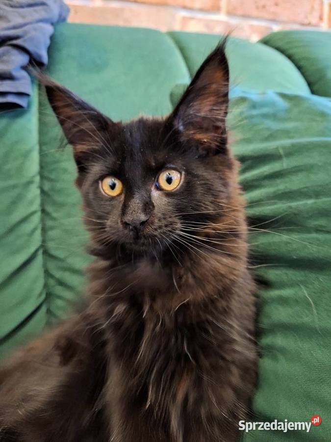 Kotek main coon z rodowodem Zabrze sprzedam