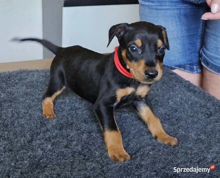 Pinczer średni szczenięta rodowodowe wielkopolskie Konin