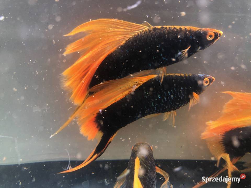 Mieczyk Hamburg Lira Delta XXL 10 12 Justynów