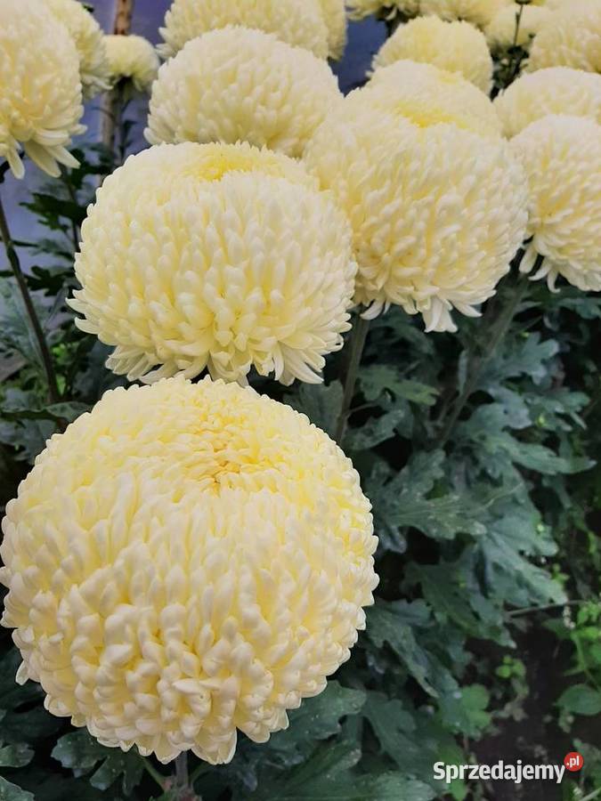 Chryzantemy cięte i doniczkowe Błonie sprzedam